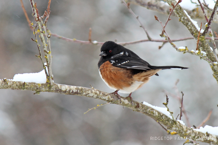 Ridgetop Farm and Garden | Birds 'round Here | Spotted Towhee