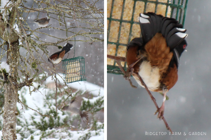 Ridgetop Farm and Garden | Birds 'round Here | Spotted Towhee