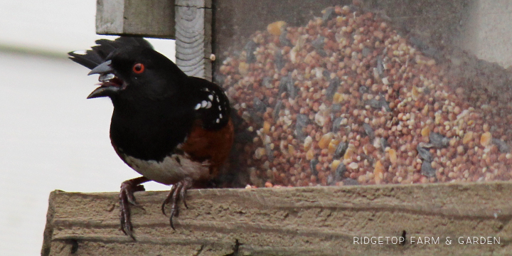 Ridgetop Farm and Garden | Birds 'round Here | Spotted Towhee