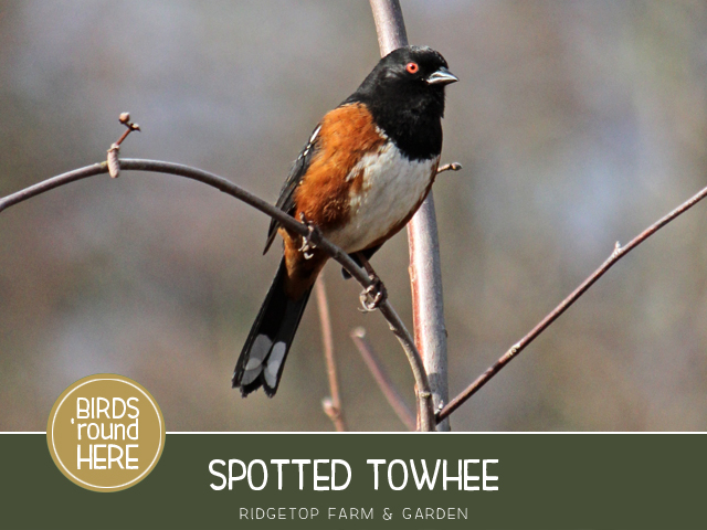 Ridgetop Farm and Garden | Birds 'round Here | Spotted Towhee