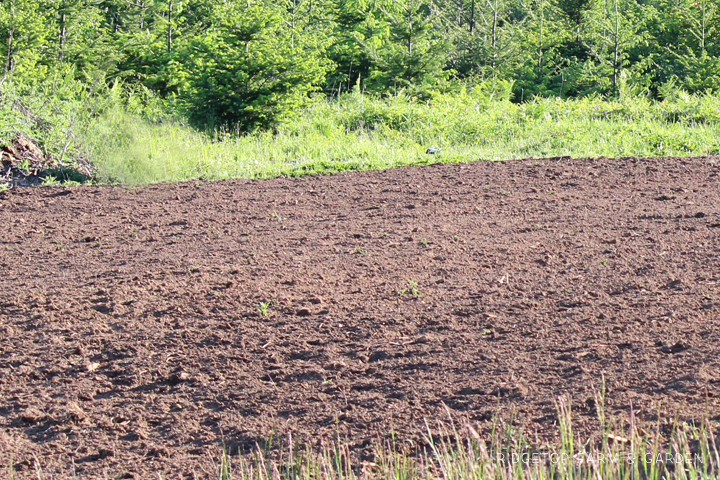 Ridgetop Farm and Garden | Growing Harvesting Summer Wheat