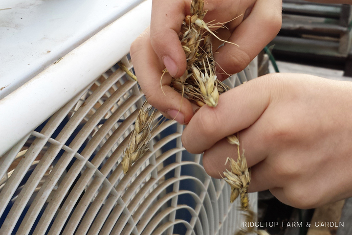 Ridgetop Farm and Garden | Growing Harvesting Summer Wheat