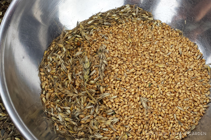 Ridgetop Farm and Garden | Growing Harvesting Summer Wheat