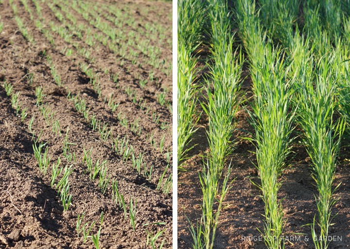 Ridgetop Farm and Garden | Growing Harvesting Summer Wheat