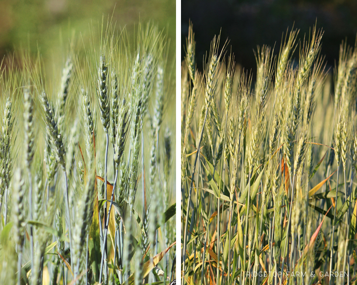 Ridgetop Farm and Garden | Growing Harvesting Summer Wheat