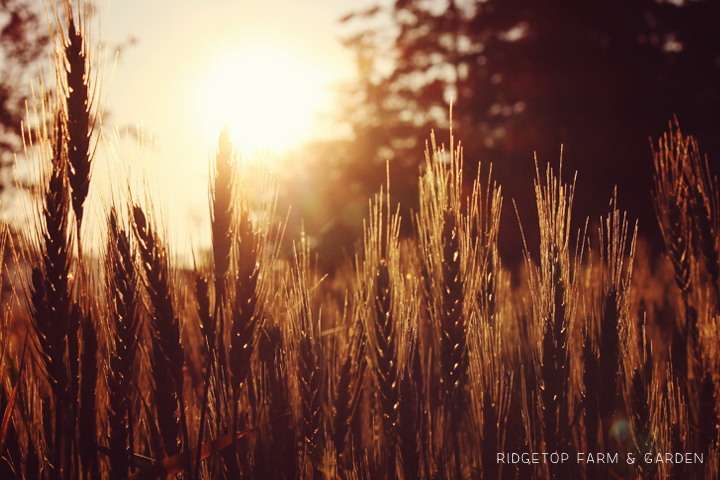 Ridgetop Farm and Garden | Growing Harvesting Summer Wheat