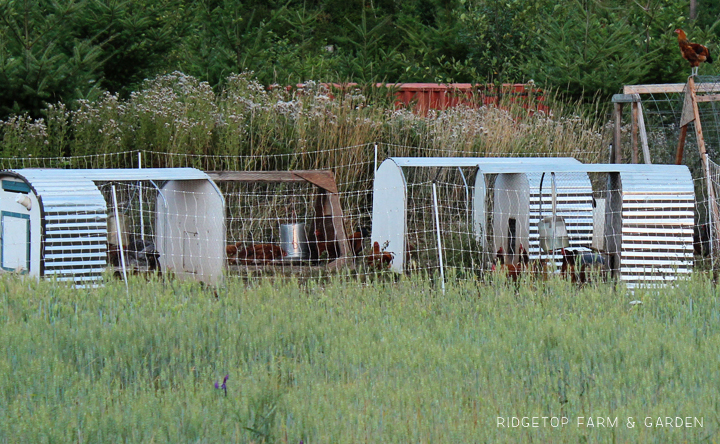 Ridgetop Farm and Garden | Growing Harvesting Summer Wheat