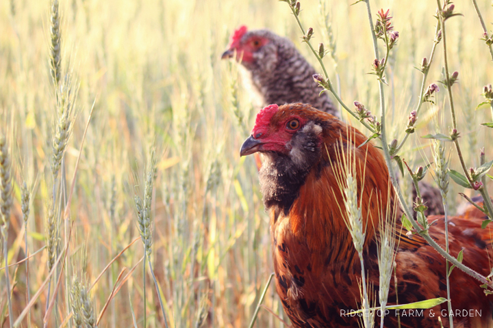 Ridgetop Farm and Garden | Growing Harvesting Summer Wheat