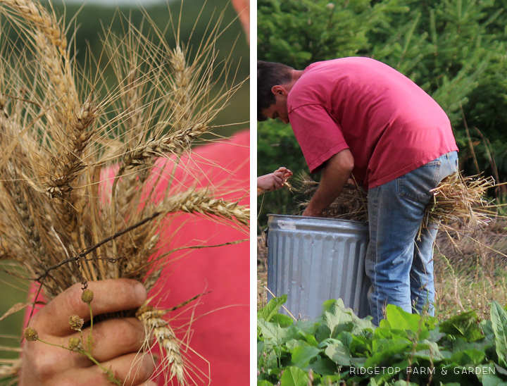 Ridgetop Farm and Garden | Growing Harvesting Summer Wheat