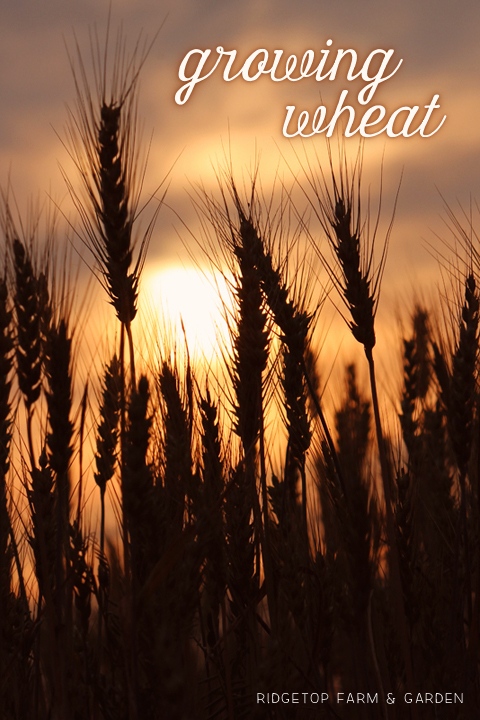 Ridgetop Farm and Garden | Growing Harvesting Summer Wheat