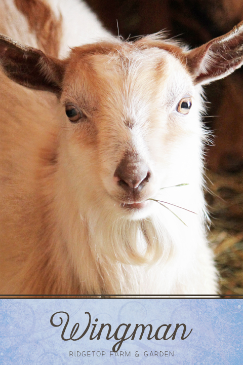 Ridgetop Farm and Garden | NIgerian Dwarf Goat | Goat Herd | Wingman