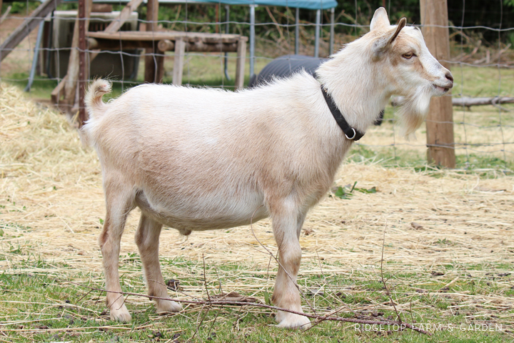 Ridgetop Farm and Garden | NIgerian Dwarf Goat | Goat Herd | Wingman