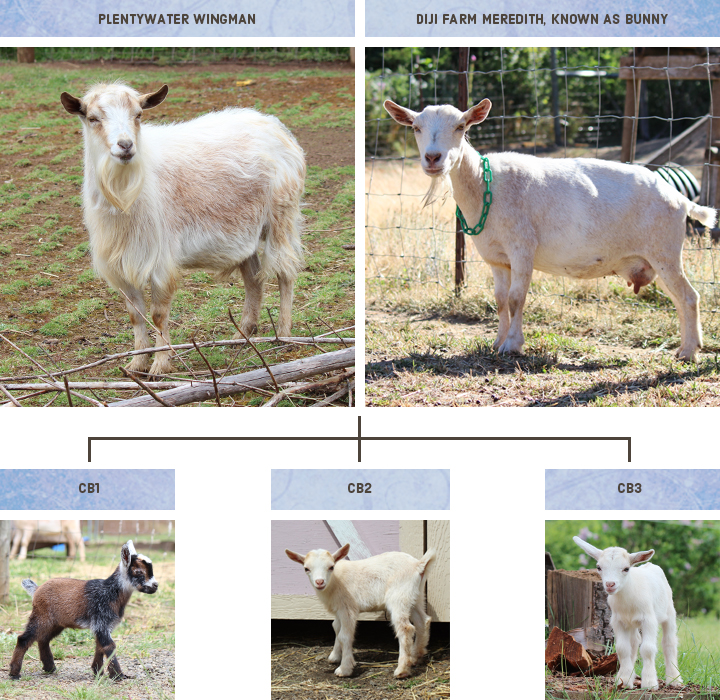 Ridgetop Farm and Garden | Nigerian Dwarf Goat Breeding | Bunny and Wingman