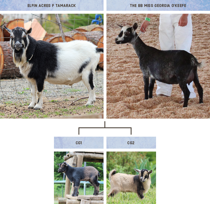 Ridgetop Farm and Garden | Nigerian Dwarf Goat Breeding