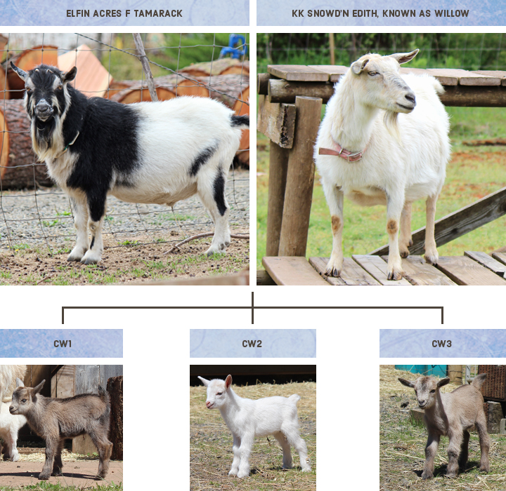 Ridgetop Farm and Garden | Nigerian Dwarf Goat Breeding | Willow and Tam