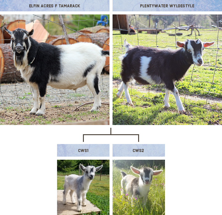 Ridgetop Farm and Garden | Nigerian Dwarf Goat Breeding | WyldeStyle and Tam