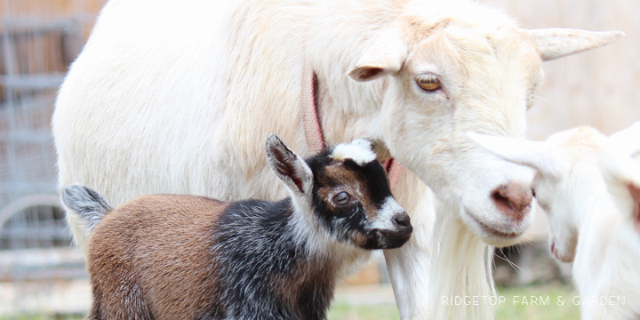 Ridgetop Farm and Garden | Our Goat Herd | Nigerian Dwarf Goat | Diji Farm Meredith | Bunny | Nigerian Dwarf Goat for sale Banks Oregon