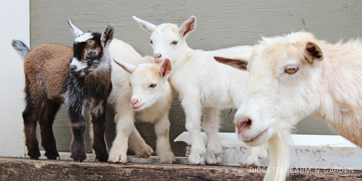 Kidding Season | Nigerian Dwarf Goats | Ridgetop Farm and Garden | For Sale North Plains Oregon