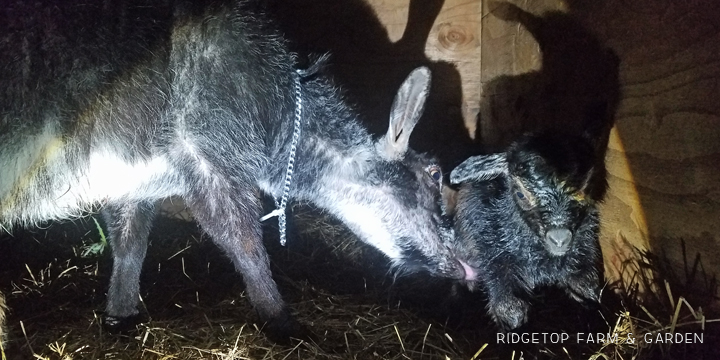 2019 Kidding Season | Nigerian Dwarf Goats | Ridgetop Farm and Garden