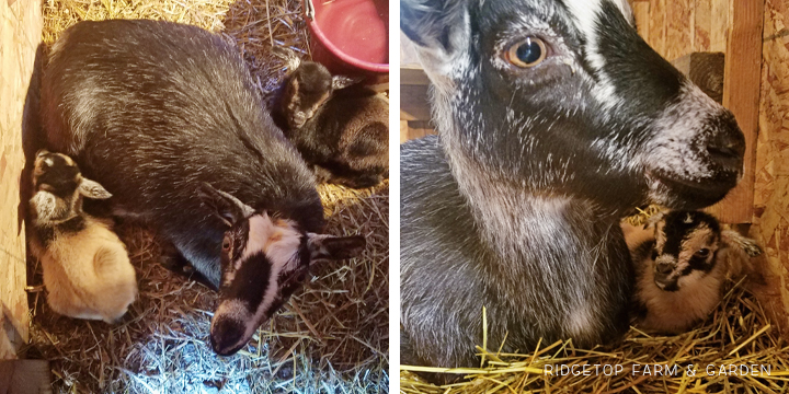 Kidding Season | Nigerian Dwarf Goats | Ridgetop Farm and Garden