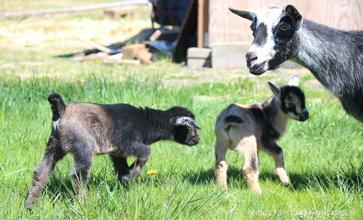 Kidding Season | Nigerian Dwarf Goats | Ridgetop Farm and Garden | goats for sale