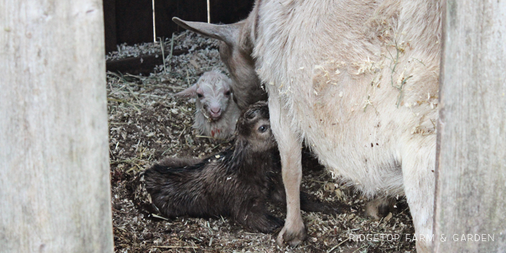 Kidding Season | Nigerian Dwarf Goats | Ridgetop Farm and Garden