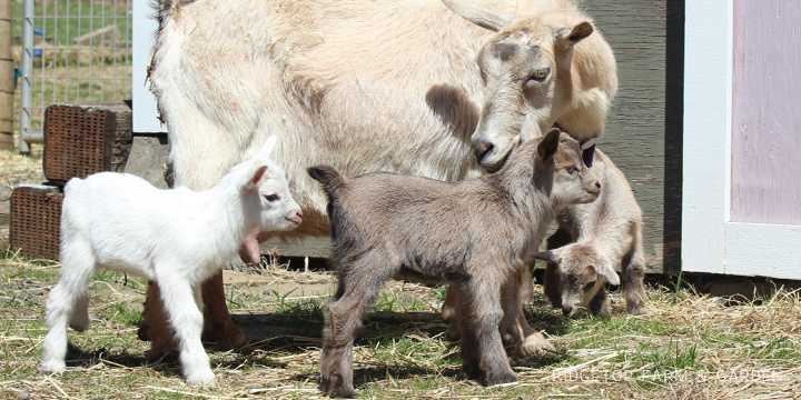 Kidding Season | Nigerian Dwarf Goats | Ridgetop Farm and Garden