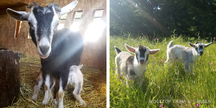 Kidding Season | Nigerian Dwarf Goats | Ridgetop Farm and Garden