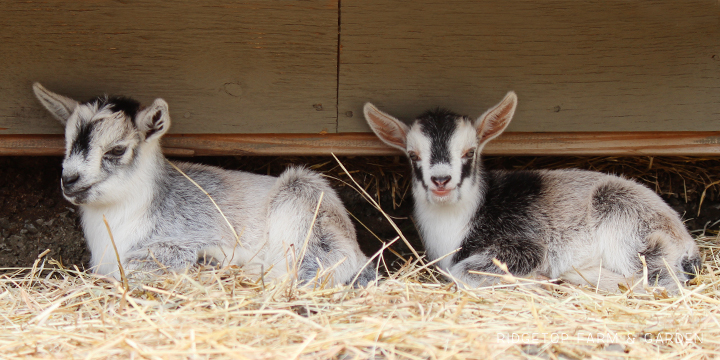 2019 Kidding Season | Nigerian Dwarf Goats | Ridgetop Farm and Garden | For Sale | Oregon