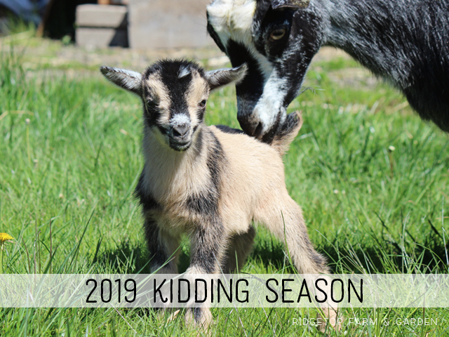 2019 Kidding Season | Nigerian Dwarf Goats | Ridgetop Farm and Garden