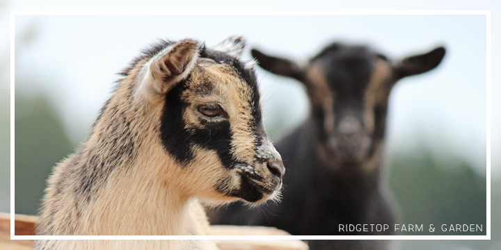 Ridgetop Farm and Garden | Nigerian Dwarf Goats For Sale | Oregon