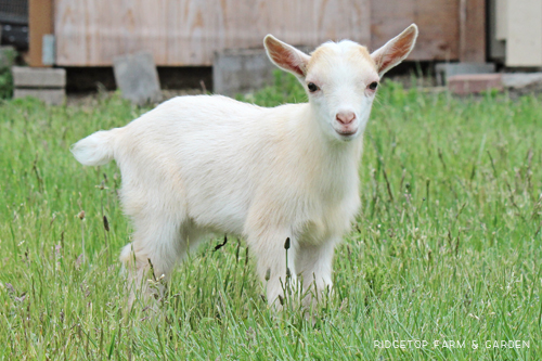 Ridgetop Farm and Garden | Nigerian Dwarf Goats For Sale | Oregon