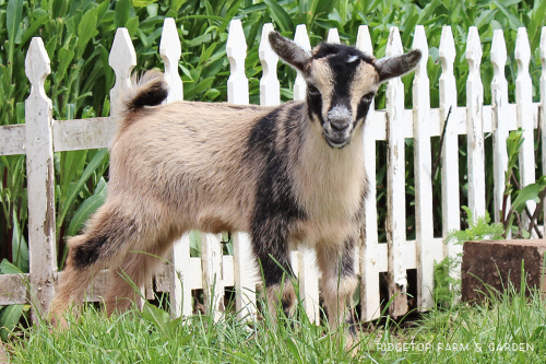 Ridgetop Farm and Garden | Nigerian Dwarf Goats For Sale | Oregon