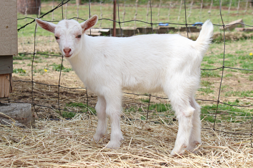 Ridgetop Farm and Garden | Nigerian Dwarf Goats For Sale | Oregon