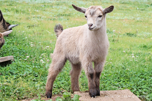 Ridgetop Farm and Garden | Nigerian Dwarf Goats For Sale | Oregon