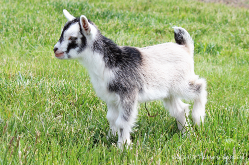 Ridgetop Farm and Garden | Nigerian Dwarf Goats For Sale | Oregon