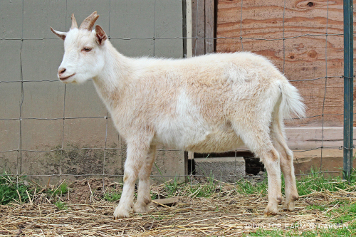 Ridgetop Farm and Garden | Nigerian Dwarf Goats For Sale | Oregon