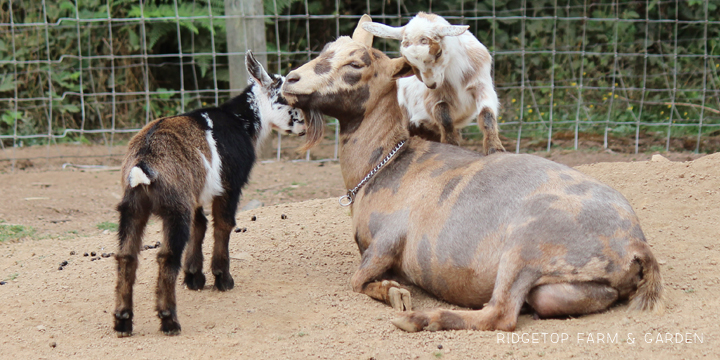 Ridgetop Farm and Garden | Nigerian Dwarf Goat | Our Herd | Moon | moon spots | goats for sale north plains oregon