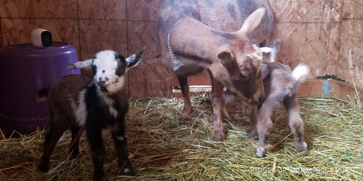 2019 Kidding Season | Nigerian Dwarf Goats | Ridgetop Farm and Garden