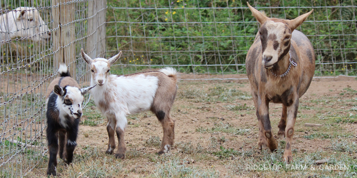 Kidding Season | Nigerian Dwarf Goats | Ridgetop Farm and Garden | For Sale | Hillsboro Oregon