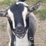 Our Nigerian Dwarf Goat Herd: Betty