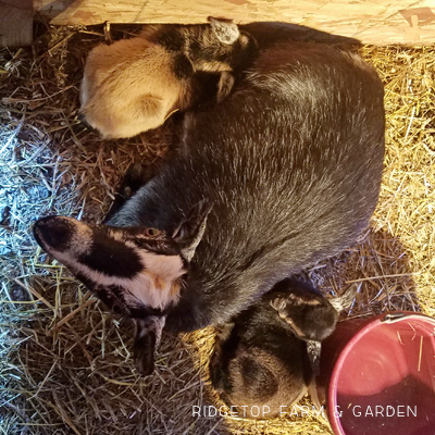 Ridgetop Farm and Garden | Our Goat Herd | Nigerian Dwarf | THE BB MISS GEORGIA O'KEEFE | Goat for sale Oregon