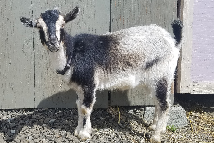Ridgetop Farm and Garden | Our Goat Herd | Nigerian Dwarf Goat |  Plentywater Wild Betty | For Sale Oregon