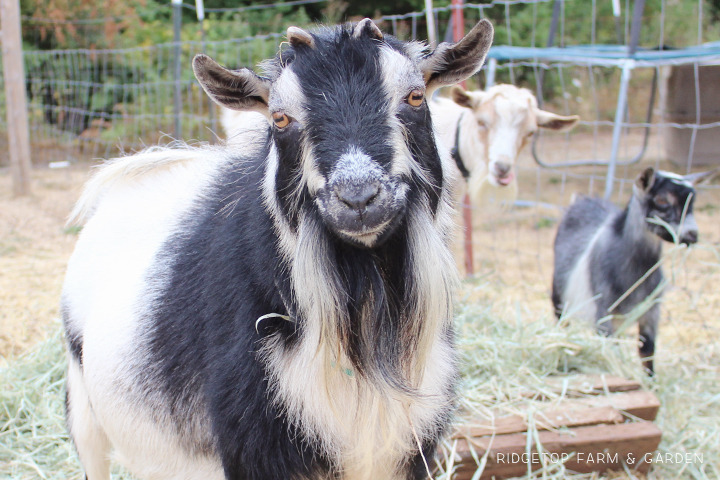 Ridgetop Farm and Garden | Our Goat Herd | Nigerian Dwarf Goat | Tamarack