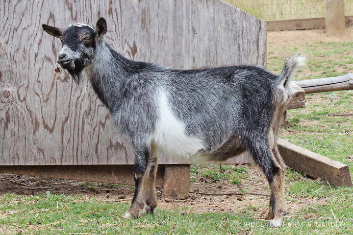 Ridgetop Farm and Garden | Our Goat Herd | Nigerian Dwarf | PLENTYWATER MISTER WANDERLUST | polled | for sale | Oregon