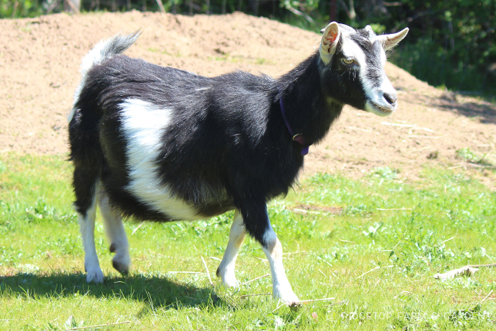 Ridgetop Farm and Garden | Nigerian Dwarf Goat | Our Herd | WyldeStyle