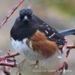 2019 Great Backyard Bird Count