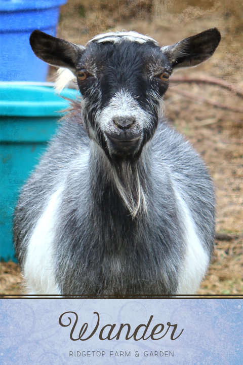 Ridgetop Farm and Garden | Our Goat Herd | Nigerian Dwarf | PLENTYWATER MISTER WANDERLUST | polled | for sale | Oregon