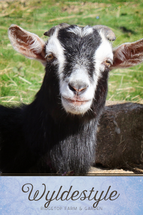 Ridgetop Farm and Garden | Nigerian Dwarf Goat | Our Herd | WyldeStyle