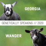 2020 Georgia & Wander Breeding